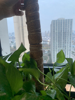 TGYW Poteau en fibre de coco auto-arrosant, support pour plantes grimpantes, modèle Totem, vente chaude
