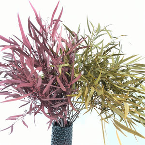 Real Exotica Eucalipto Flor Preservada Plantas de Flores Secas para Floristerí<span class=keywords><strong>a</strong></span> Suministros para Eventos en Casa Bodas Navidad Dí<span class=keywords><strong>a</strong></span> DE LA Madre - Product Image 3