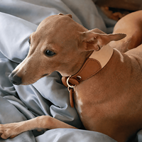 Collier et laisse en cuir personnalisés pour chien, avec étiquette nominative, largeur 2 pouces, pour lévrier, entraînement et promenade, type Martingale, livraison gratuite