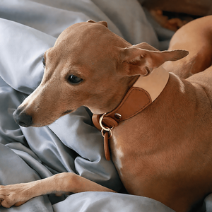 Collier et laisse en <span class=keywords><strong>cuir</strong></span> personnalisés pour chien, avec étiquette nominative, largeur 2 pouces, pour lévrier, entraînement et promenade, type Martingale, livraison gratuite - Product Image 3