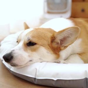 Novo Design PVC Gel PP Algodão Pet Cooling Pad Mat Cama de Gelo Impermeável Pet Pad Ninho para Cães e Gatos Dormindo no Verão - Product Image 3