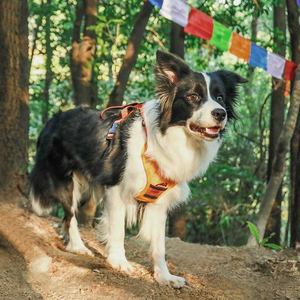 Harnais pour chien intégré avec laisse rétractable, type gilet, pour chiens de taille moyenne à grande, sangle anti-évasion avec boucle de fermeture - Product Image 6