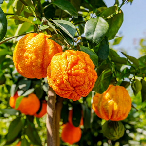 Huile Essentielle Pure d'Orange Amère pour l'Aromathérapie, les Soins de la Peau et les Diffuseurs – Prix de Gros - Product Image 1