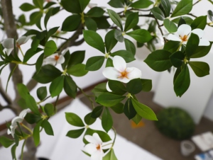 Arbre artificiel de gardénia <span class=keywords><strong>en</strong></span> crêpe de <span class=keywords><strong>jasmin</strong></span>, 190 cm de haut, plante <span class=keywords><strong>en</strong></span> <span class=keywords><strong>pot</strong></span> pour sol, simulation de verdure pour la décoration intérieure et extérieure du salon - Product Image 3