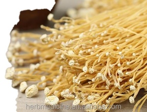Hongo <span class=keywords><strong>Enoki</strong></span> de Tallo de Terciopelo, Flammulina Velutipes, Hongo de Invierno - Product Image 3
