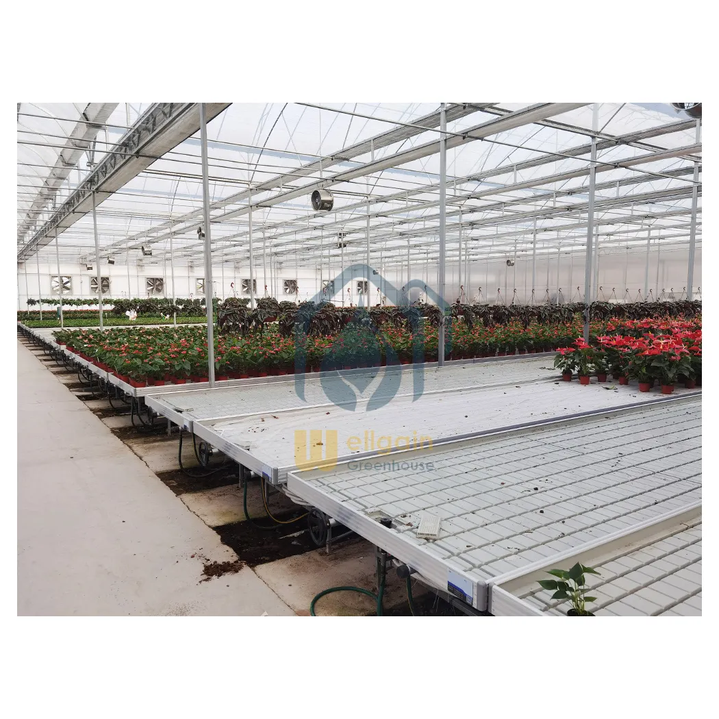 Eb En Vloed Rolling Kas Bench Tafels Voor Agrarische Tomaat Nursery Systeem