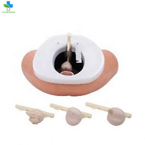 Model anatomi ujian prostat manusia pendidikan manekin pengajaran medis untuk pemeriksaan prostat - Product Image 3