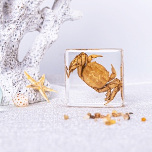 Ressource éducative de stock de spécimen de poisson en résine acrylique pour la biologie Outil d'enseignement des animaux marins réels - Product Image 5