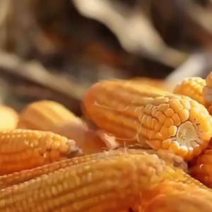 Almidón de Maíz Nativo en Vietnam - Product Image 1