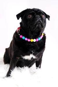 Benutzer definierte personal isierte Perlen Hunde halsband Haustier Halsband mit personal isierten Silikon Perlen und Schnalle Freundschaft armband Hunde halsband - Product Image 5