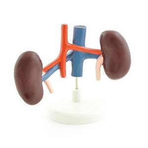 Modelo de Riñón Canino para Ciencias Médicas, Comparación de Lesiones de Salud, Órgano Interno Animal, Recursos Didácticos para el Corazón - Product Image 4