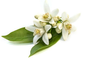 Saveur <span class=keywords><strong>de</strong></span> <span class=keywords><strong>fleur</strong></span> <span class=keywords><strong>d</strong></span>'<span class=keywords><strong>oranger</strong></span> pour la cuisson <span class=keywords><strong>de</strong></span> biscuits à gâteaux - Product Image 4