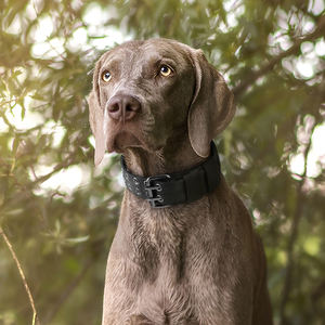 <span class=keywords><strong>Collar</strong></span> de Nailon Resistente para Perro con Asa, Collares Tácticos para Perro con Hebilla de Metal y Anillo en D, Hebilla de Pasador, <span class=keywords><strong>Collar</strong></span> de Nailon Grueso Ajustable - Product Image 2