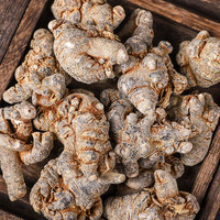 Raíz de Panax Notoginseng / Sanchi (San Qi) de Yunnan, Radix Pseudoginseng Entero Recién Cosechado, Venta al por Mayor de Raíz de Pseudoginseng para Té