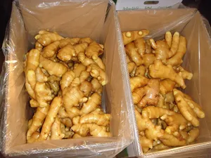 Sinofarm Brand Of Fresh And Air Dry Dried Ginger Root Market Price Per Kg Ginger Fro Thailand Ginger Buyers For Sale