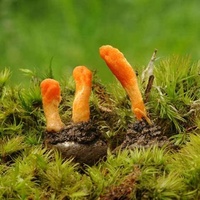 9006 Vente en gros de Cordyceps Sinensis naturel séché en tranches, non transformé, traité par procédé AD, 1 kg/paquet, durée de conservation de 18 mois