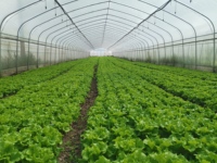 Serre agricole en plastique entièrement automatique de 2 m, technologie économique de Baolida