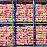 Fournisseur de prix de gros d'ail frais, ail blanc frais, exportateur d'ail frais, Ajo Ail Frais, ail frais, usine chinoise