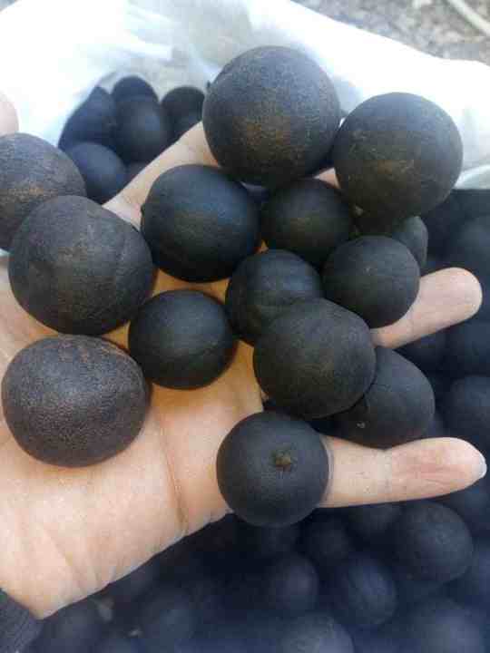 Popular High Quality  Dried Black Lemon From Our Farms and Under Our Supervision Produced in Egypt