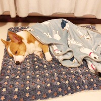 Tapis et lits pour animaux de compagnie en flanelle sur mesure en gros, coussins d'assise épais et antidérapants pour l'hiver, pour chats et chiens