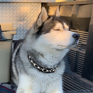 Suave recargable LED perro y gato <span class=keywords><strong>Collar</strong></span> Durable poliéster alta visibilidad bordado arte cuerda diseño estilo clásico patrón sólido - Product Image 2