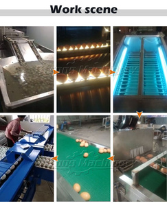 เครื่องล้างไข่อัตโนมัติสำหรับฟาร์มสัตว์ปีก - Product Image 5