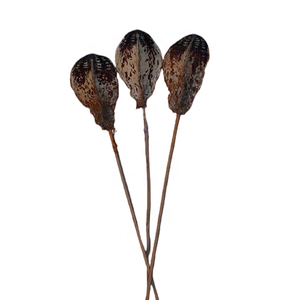 Dosette d'acajou séchée sur tige pour la décoration de la chambre de mariage Amélioration de la beauté organique dans le cadeau des jours de remise des diplômes d'Halloween - Product Image 2