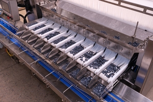 Máquina clasificadora de frutas <span class=keywords><strong>electronica</strong></span> para báscula de embalaje de arándanos con caja de plástico de VSEE Company - Product Image 4