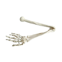 Modelo Flexible de PVC 1:1 de Huesos del Brazo, Anatomía de la Extremidad Superior, Prótesis de Demostración Ortopédica, Modelo de Anatomía de la Extremidad Superior