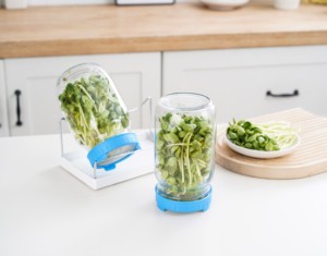 Kit Moderno per Germinazione Semi con 2 Barattoli in <span class=keywords><strong>Vetro</strong></span> Mason, Coperchi in Acciaio Inox e Vassoi Senza BPA per Uso Domestico in Cucina - Product Image 4