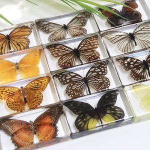 Insecto en Resina, Mariposa Real Preservada, Colección de Especímenes, Pisapapeles, Especímenes de Insectos, Artesanías de Resina, Especímenes de <span class=keywords><strong>Animales</strong></span> - Product Image 6