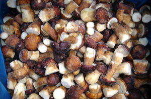 Mejor <span class=keywords><strong>precio</strong></span> Sinocharm Brc A Aprobado 5-8cm Iqf Wild <span class=keywords><strong>Boletus</strong></span> Edulis <span class=keywords><strong>Precio</strong></span> al por mayor completo Frozen <span class=keywords><strong>Boletus</strong></span> Edulis - Product Image 6