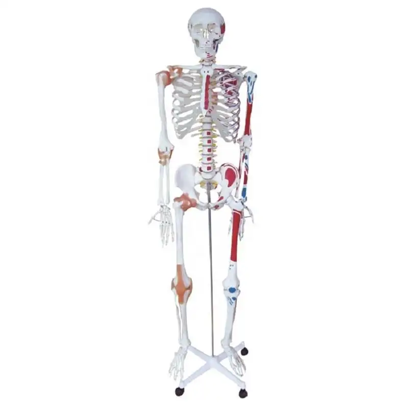 Fabriek Prijs Life-Size Skelet 180Cm Tall Menselijk Anatomie Skelet Model Voor Ziekenhuis