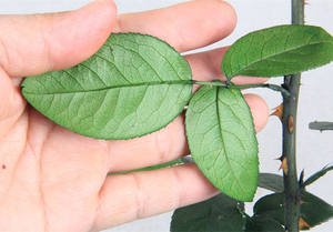 Di alta Qualità <span class=keywords><strong>Rose</strong></span> conserve di steem Rosa Gambo Del Fiore Conservato Rosa Staminali Per Bouquet di Fiori - Product Image 4