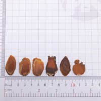 Gao Li Shen Meilleur Prix Racine de Ginseng Rouge Coréen Panax en Tranches Séchées Brutes 1kg/paquet Anhui