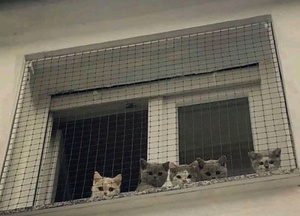 Red de Seguridad <span class=keywords><strong>para</strong></span> Balcón <span class=keywords><strong>para</strong></span> <span class=keywords><strong>Gatos</strong></span>, Red Anti-Caídas <span class=keywords><strong>para</strong></span> <span class=keywords><strong>Gatos</strong></span>, <span class=keywords><strong>Redes</strong></span> <span class=keywords><strong>para</strong></span> Perros, Red de Nailon Negra <span class=keywords><strong>para</strong></span> Mascotas - Product Image 3