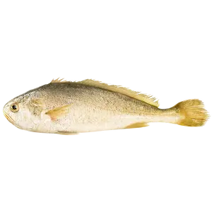 Fornitore di porcellana BQF pesce intero congelato ombrina gialla Larimichthys polyactis