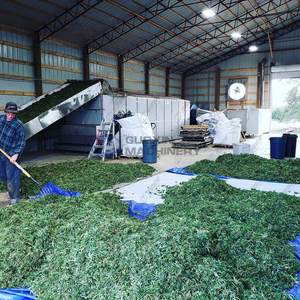 Equipo de Secado de Banda de Malla de Alta Capacidad para Secar Hojas de Frijol Alas, Puntas de Frijol Largo y Brotes de Cowpea - Product Image 6
