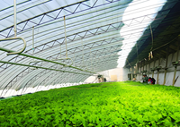 Serre Agricole Préfabriquée à Structure Acier à Prix Bas, Ensemble Complet, Certifiée CE, Durée de Vie 50-70 Ans