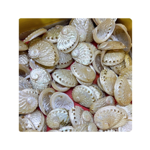 Coquilles d'ormeau de qualité fiable pour la production de gros volumes de petits objets décoratifs et l'amélioration des arrangements Feng Shui. - Product Image 3