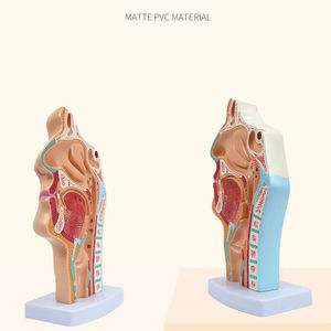Modèle anatomique humain normal <span class=keywords><strong>de</strong></span> <span class=keywords><strong>la</strong></span> bouche et du nasopharynx, modèle pédagogique pathologique <span class=keywords><strong>de</strong></span> <span class=keywords><strong>la</strong></span> bouche et du nasopharynx - Product Image 2