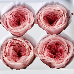 ZanTe Hoa Hồng <span class=keywords><strong>Austin</strong></span> Được Bảo Quản Lâu Dài Bất Tử Vĩnh Cửu Tùy Chỉnh Để Làm Quà Tặng Hoa Hồng Tự Làm - Product Image 3