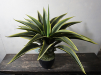 Großhandel Fabrik echte Berührung künstliche Aloe Vera Pflanze Agave Pflanze Sukkulente Pflanze für Hausgarten Dekoration