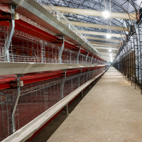 Nouvelle cage à poulets de chair en structure H, automatique, en acier galvanisé à chaud, multi-niveaux, équipement d'élevage avicole, grande structure commerciale