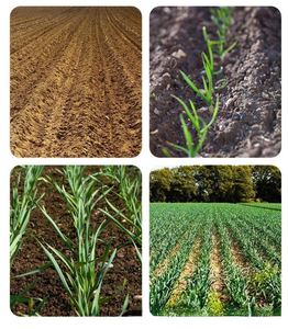 High Efficiency 4/5 <b>Row</b> Diesel/Petrol Tractor Garlic Planting <b>Machine</b> Seeder with Motor Multifunctional - Product Image 6