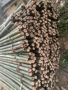 Durable <b>Bamboo</b> Tomato Stakes For Agriculture Farm Plant Support Natural Dried <b>Bamboo</b> Canes 20mm - Product Image 4