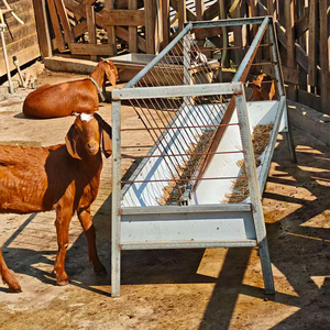 Mangeoire pour moutons de 6,56 pieds, équipement d'élevage, mangeoire pour chèvres et <span class=keywords><strong>chevaux</strong></span> - Product Image 1