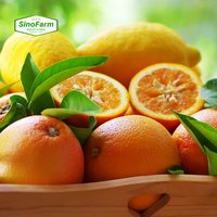 China's populaire sinaasappels, verse sinaasappels, nieuwste oogst, verse citrusvruchten voor export naar Nederland