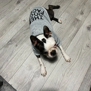 Vêtements pour chiens Hoodies XS-9XL le visage du chien Manteau de vent chaud pour les petits grands chiens Veste Sweat-shirt <span class=keywords><strong>Bouledogue</strong></span> français Veste Vêtements - Product Image 5