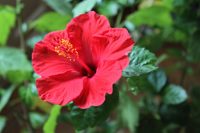 Extrait d'hibiscus de qualité alimentaire, poudre de fleurs d'hibiscus en gros, poudre de fleurs d'hibiscus